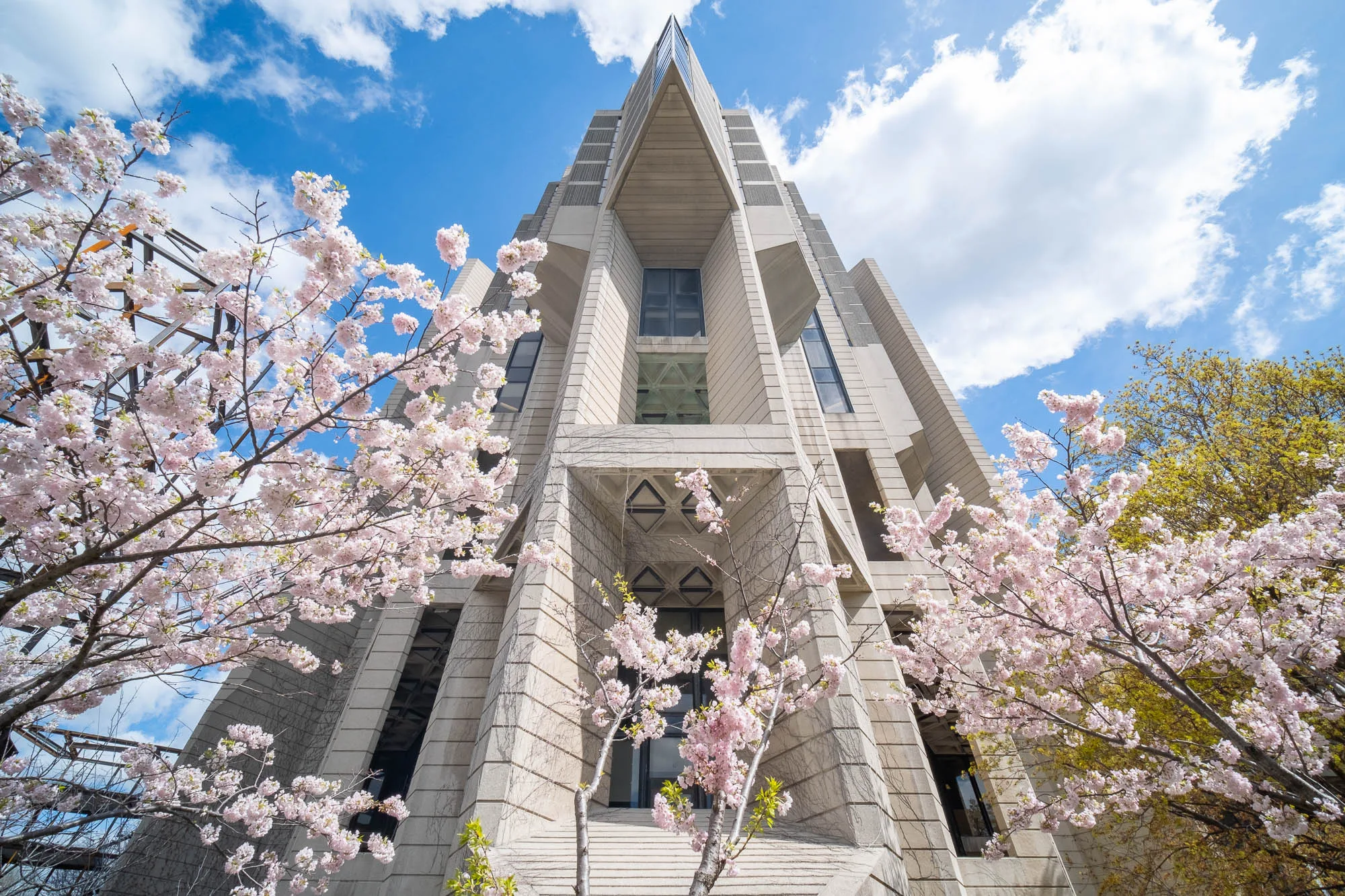 Cherry blossom flowers (via Flickr)