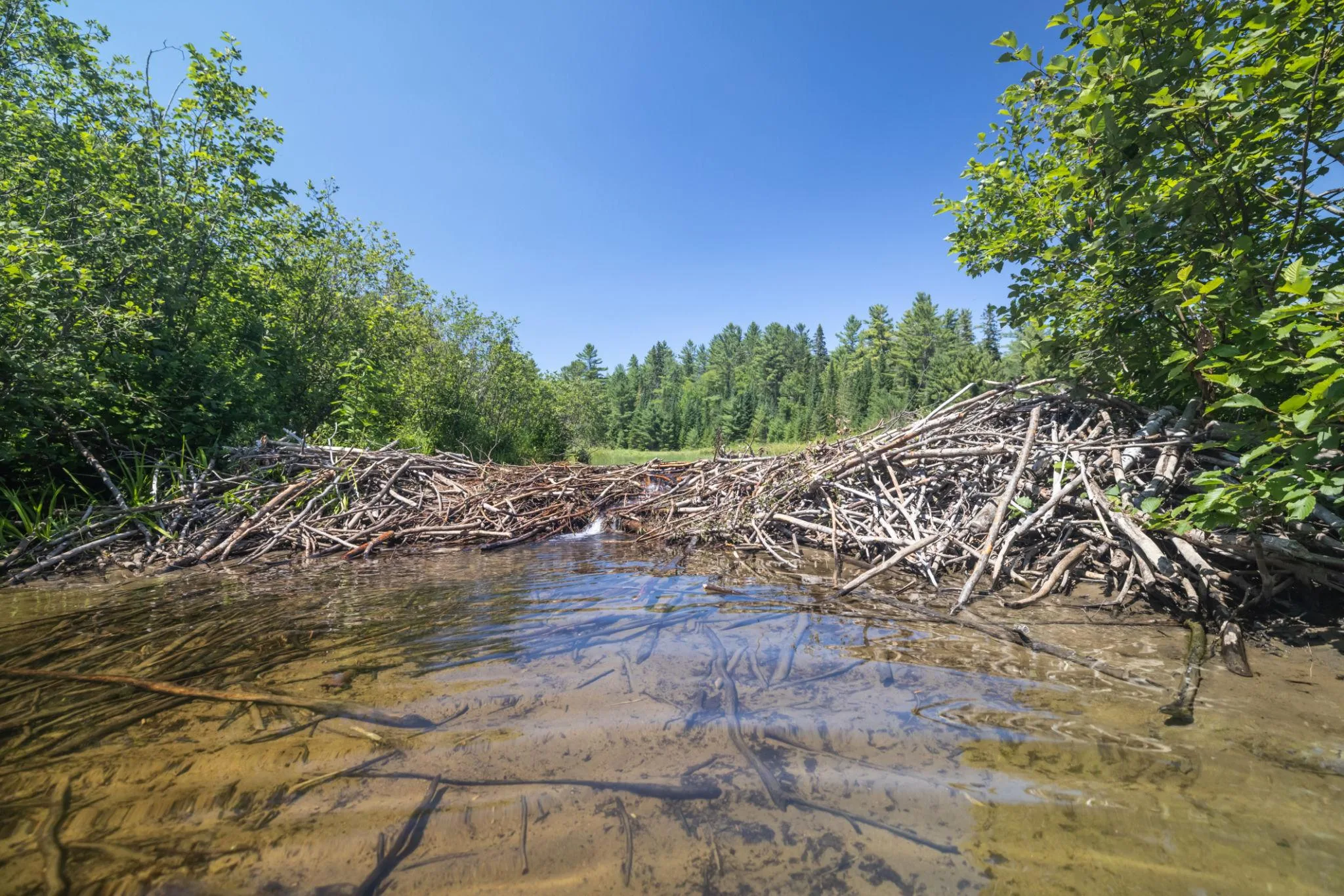 beaver-dam