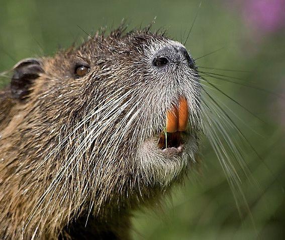 beaver-teeth