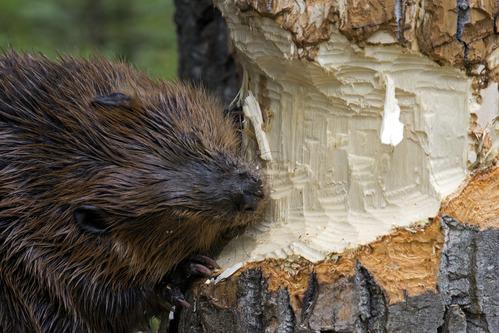 beaver-tree