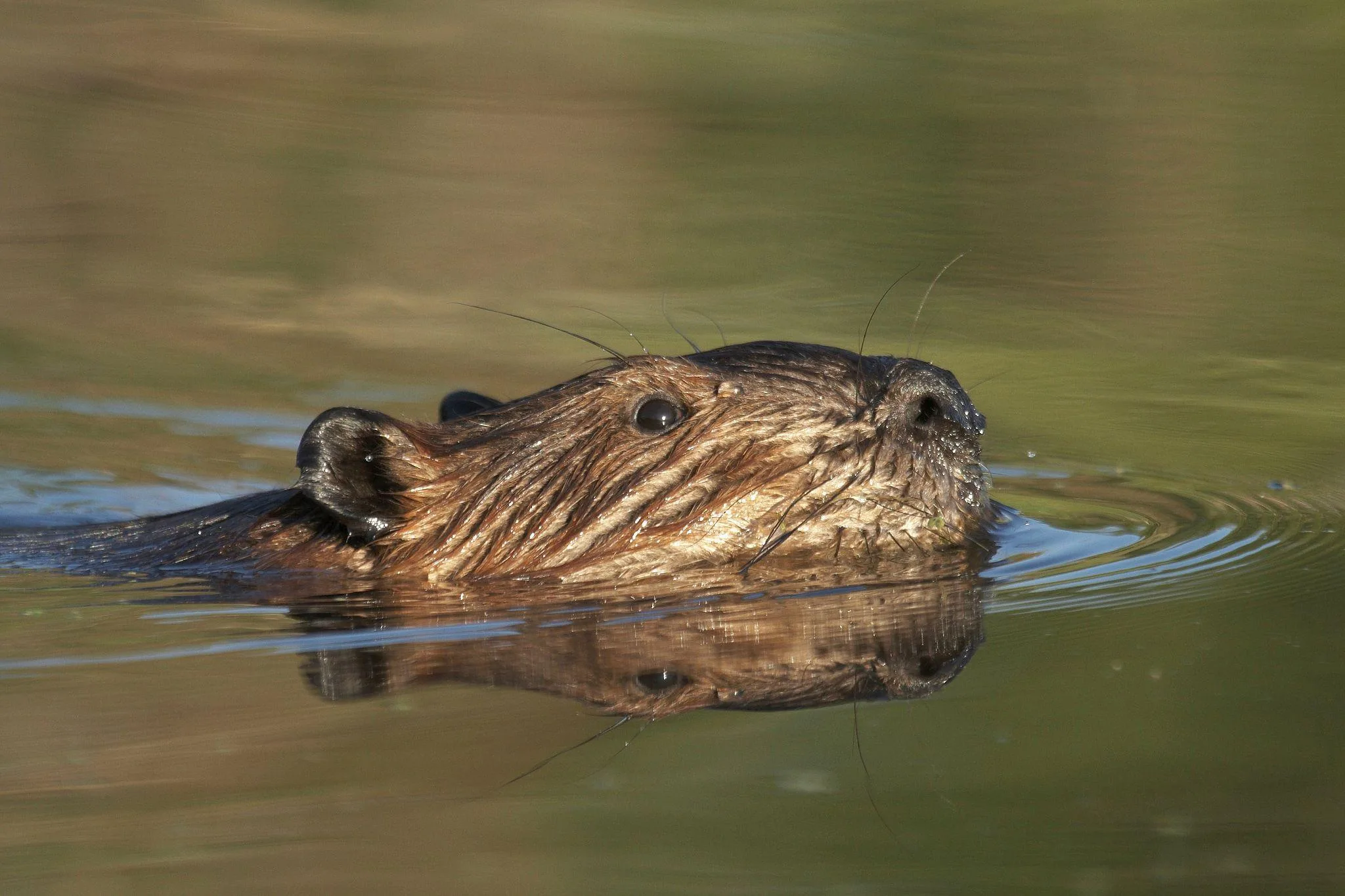 beaver-water